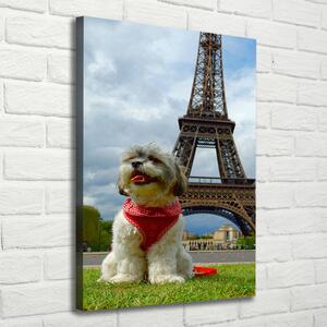 Print pe canvas Câine din Paris