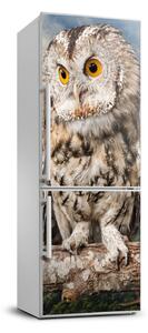 Autocolant pe frigider Owl pe deal