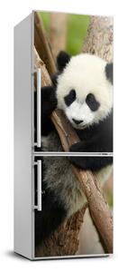 Autocolant pe frigider Panda într-un copac