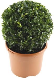 Buxus Sempervirens rotund/ Cimisir sub forma de bila, H 20-25 cm, Co 3 L