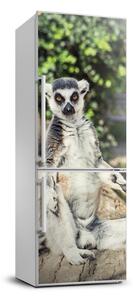 Foto Autocolant pentru piele al frigiderului Lemur