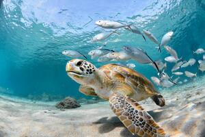 Fotografie Turtle closeup with school of fish, LFPuntel