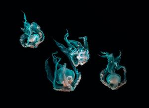 Fotografie Ocean jellyfish, SEAN GLADWELL