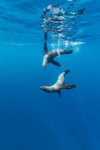 Fotografie Southern Sea Lions, Diego Ramirez Islands, Chile, Paul Souders