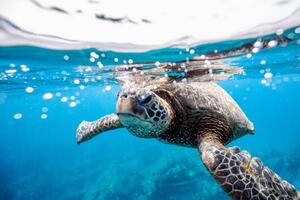 Fotografie Green turtle at the water surface, LL28