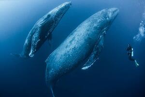 Fotografie Scuba diver approaches adult female humpback, Rodrigo Friscione