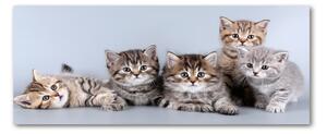 Tablou acrilic cinci pisici