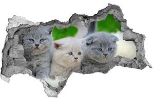 Fototapet 3D gaură în perete Trei pisici pe o pătură