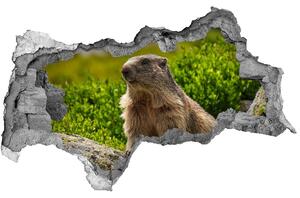 Autocolant autoadeziv gaură marmota