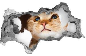 Fototapet un zid spart cu priveliște Cat în gaura