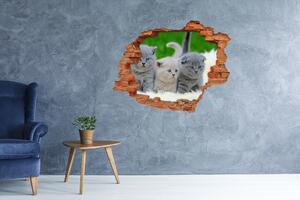 Autocolant 3D gaura cu priveliște Trei pisici pe o pătură
