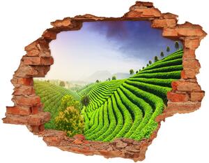Fototapet 3D gaură în perete plantație de ceai