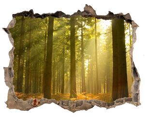 Autocolant de perete gaură 3D Pădurea în soare