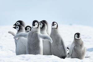 XXL Poster Penguins - Family, (120 x 80 cm)