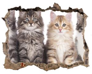 Fototapet 3D gaură în perete Șase pisici