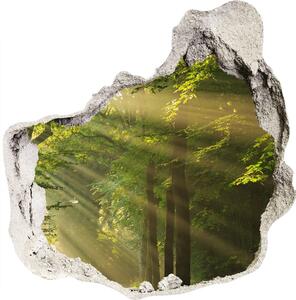 Fototapet 3D gaură în perete Pădurea în soare