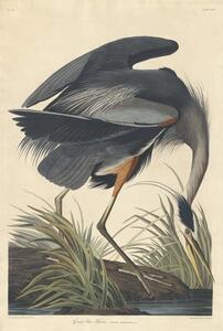 John James (after) Audubon - Artă imprimată Great blue Heron, 1834, (26.7 x 40 cm)