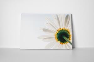 Tablou canvas : Floare alba