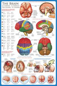 Poster The brain