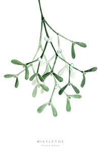 Ilustrație Watercolor mistletoe illustration, Blursbyai