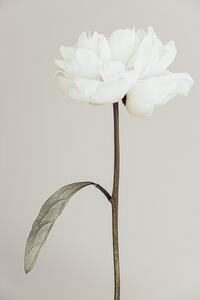 Fotografie Peony 07, Studio Collection