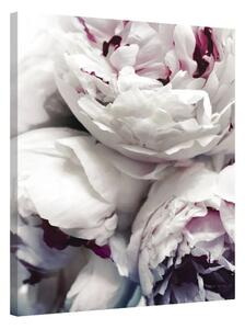 Spring Peonies