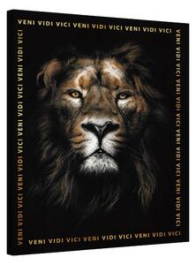 Lion · Veni Vidi Vici