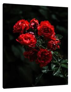 Red Roses