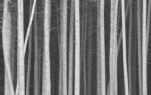 Fotografie Black and White Pine Tree Trunks Background, ImagineGolf
