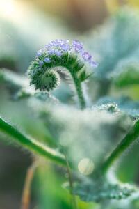 Fotografie Little grass flower with dew droplets, somnuk krobkum