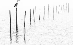 Fotografie Gray heron sitting on pole of fish trap in fog, RelaxFoto.de, (40 x 26.7 cm)