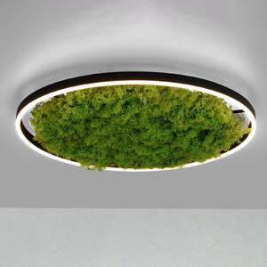 Plafonieră LED Green Ritus, moss dimabil Ø58.5cm