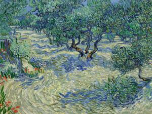 Artă imprimată Olive Orchard - Vincent van Gogh, (40 x 30 cm)