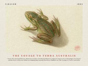 Artă imprimată Watercolour Frog from The Voyage to Terra Australis (Vintage Academia) - Ferdinand Bauer, (40 x 30 cm)
