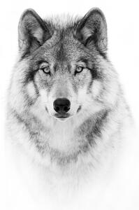 Fotografie Portrait of a Timber Wolf, Jim Cumming