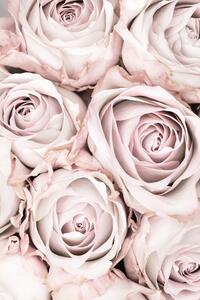 Fotografie Pink Roses No 01, Studio Collection