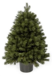 Pom de Crăciun FULL 3D Mini Pin 100 cm în ghiveci
