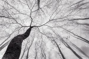 Fotografie A view of the tree crown, Tom Pavlasek