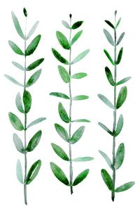 Ilustrație Watercolor eucalyptus parvifolia, Blursbyai, (30 x 40 cm)