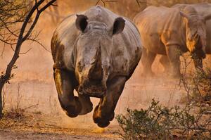 Fotografie Rhino learning to fly, Justus Vermaak