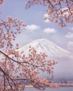 Fotografie Mt. Fuji in the cherry blossoms, Makiko Samejima