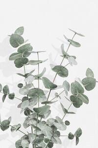 Ilustrație Eucalyptus Creative 16, Studio Collection