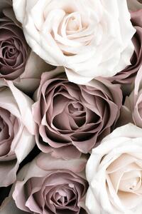 Fotografie Roses, Studio Collection