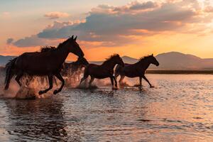 Fotografie WATER HORSES, BARKAN TEKDOGAN