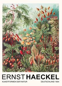Reproducere Muscinae–Laubmoose / Rainforest Plants (Vintage Academia) - Ernst Haeckel, (30 x 40 cm)