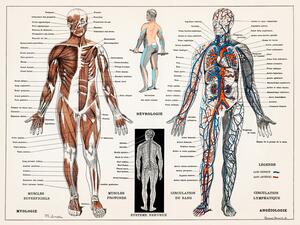 Ilustrație Antique Illustration of the Human Nervous & Muscular System