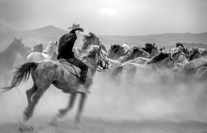 Fotografie Running Horses, Yabani atlar Mustafa