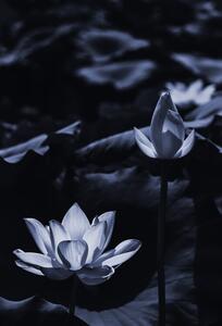 Fotografie Midsummer lotus, Sunao Isotani