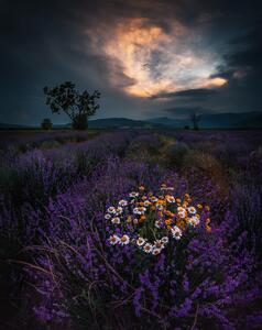 Fotografie Lavender, Jeni Madjarova