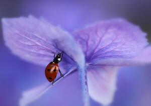 Fotografie Ladybird on purple hydrangea, Ellen van Deelen